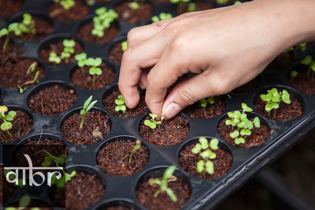 How to Grow Vegetables at Home: A Beginner Garden Guide